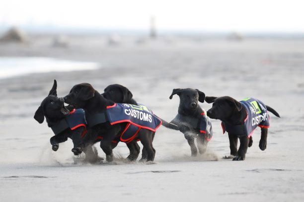幼犬在海灘進行社會化訓練