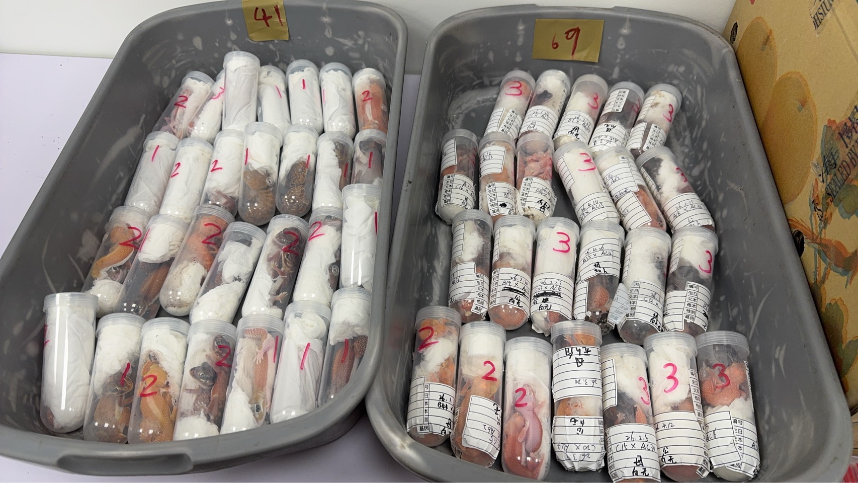 金門旅客匿藏活體動物闖關1