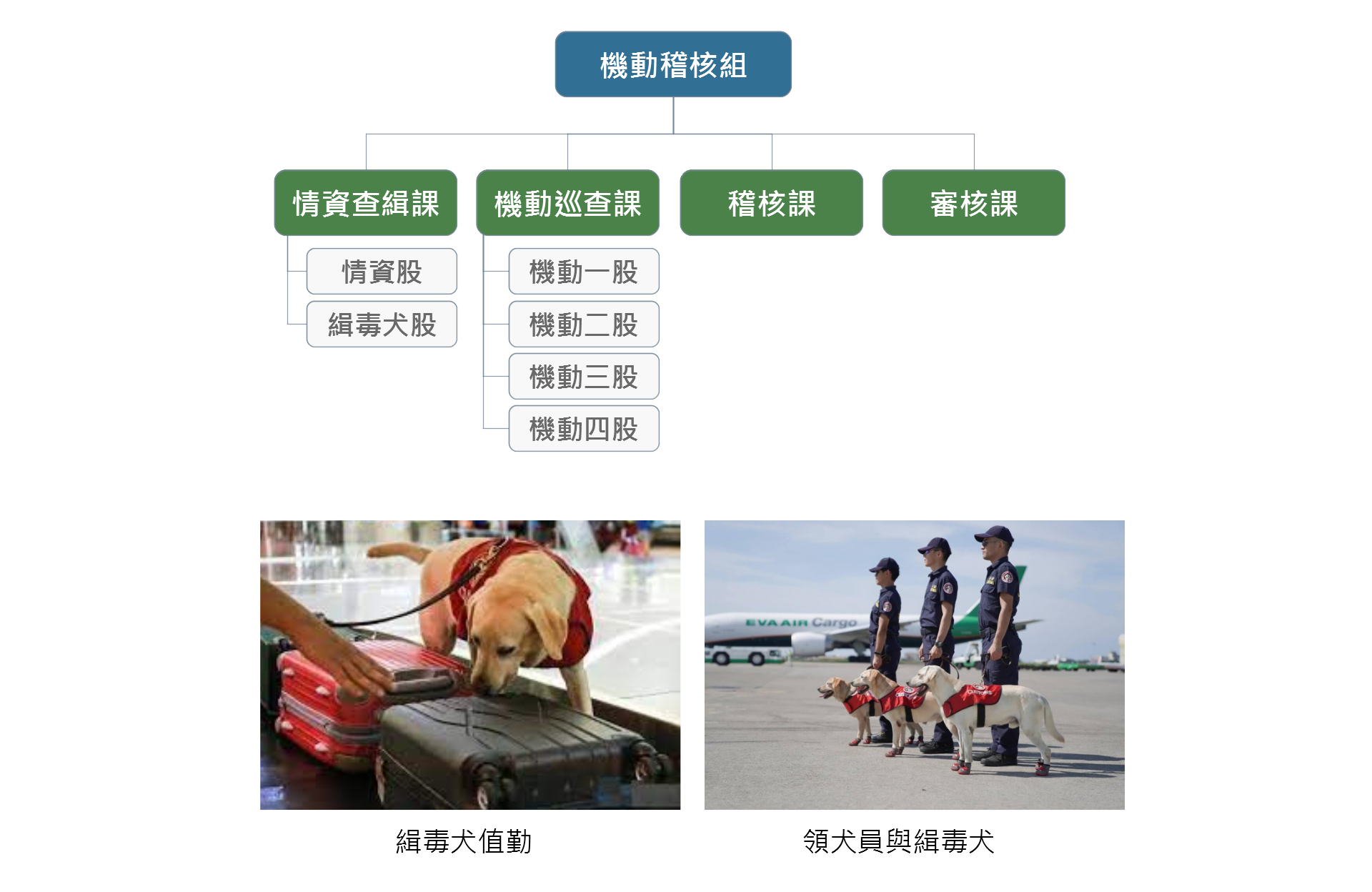 機動稽核組組織圖及緝毒犬業務照片